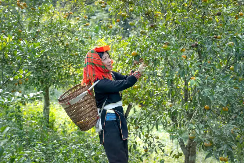 广西鲜果供应链品质管控方案:从产地分级到冷链配送的优化路径正文配图 1